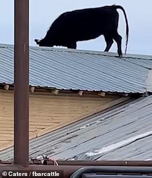 The risky cow then trots off the roof.