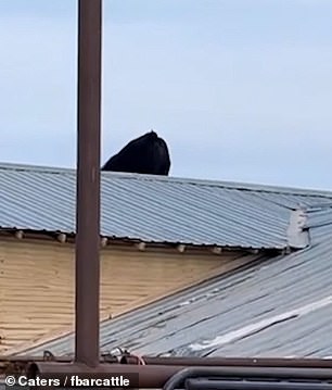 The cow decides that she wants to come down from the roof.