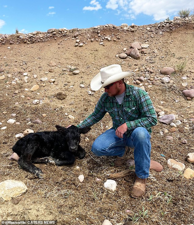 Pictured: Farmer Brady Farnsworth with his cow as a calf.  He shared hilarious images of a cow on the roof of his mother-in-law's barn.