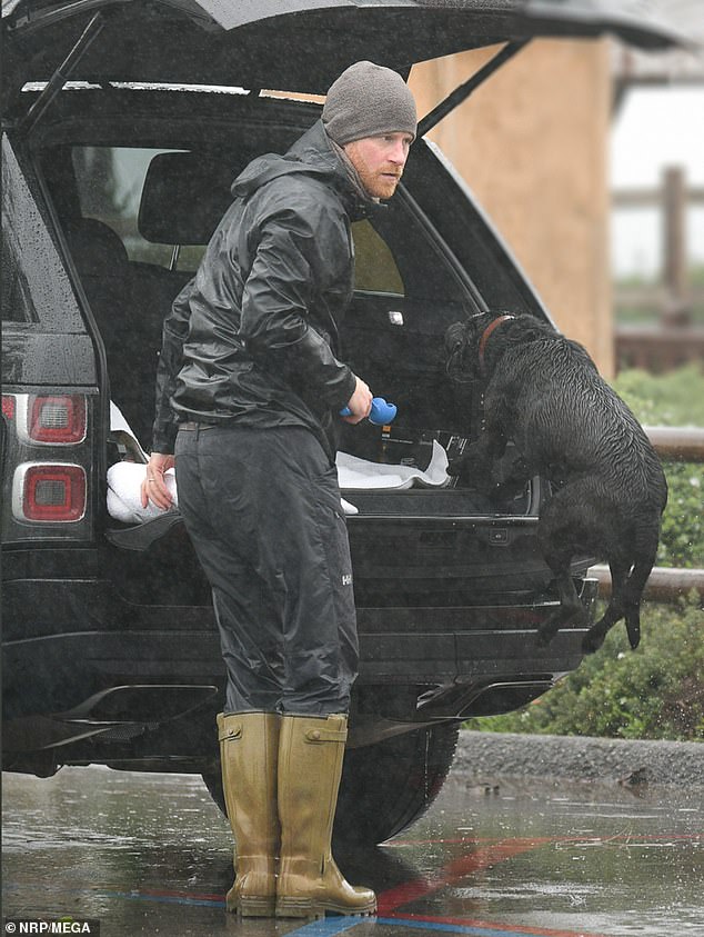 Harry, pictured here walking his dog in California earlier this week, claims in his new book that he lost his virginity to a horse-loving older woman in a field behind a pub.