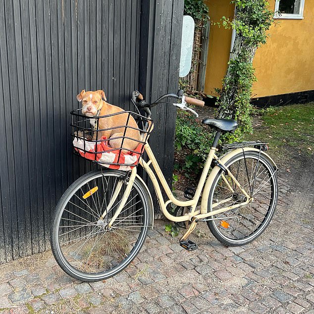 Redford even has his own Instagram account and an impressive 78,000 followers recording his adventures with his famous owners.