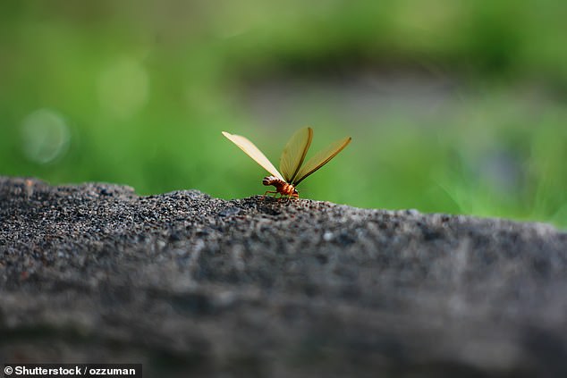 Winged termites (pictured) typically travel short distances on hot nights after heavy rain to find a new nest to infest