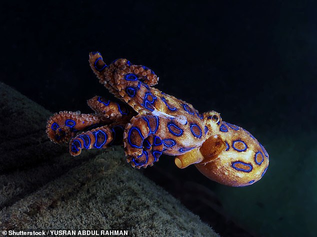 The blue-ringed octopus contains venom strong enough to kill more than 20 people in a matter of minutes, even though the creatures are only 8cm long (blue-ringed octopus pictured)