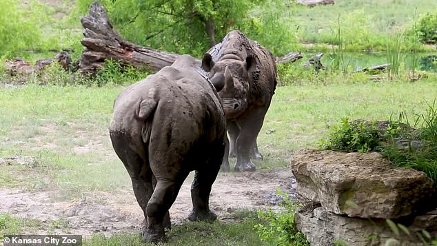 The rhino arrived in Kansas City in the spring of 2018 with the baby's father, Ruka, from a zoo in Oregon.  Zuri was born at the Cleveland Zoo, while Ruka was born in St. Louis.