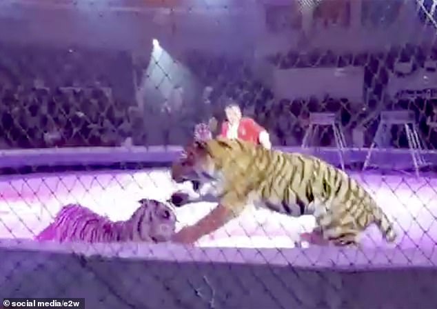 Atiger named Eru was attacked by the nine-year-old tigress Gina in the Kislovodsk State Circus