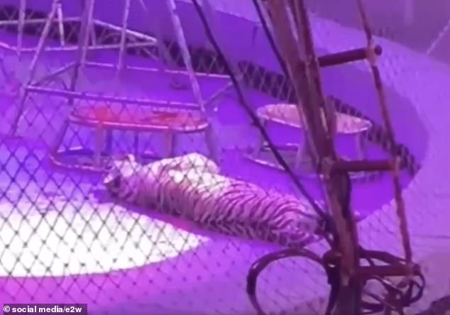 Vets are now fighting for the life of the severely injured tigress after she was severely injured.