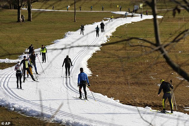 The Alps are experiencing record warm winter temperatures and snow depths are below average for early January across the region.  Pictured: People skiing on a cross-country trail in Ramsau, Austria