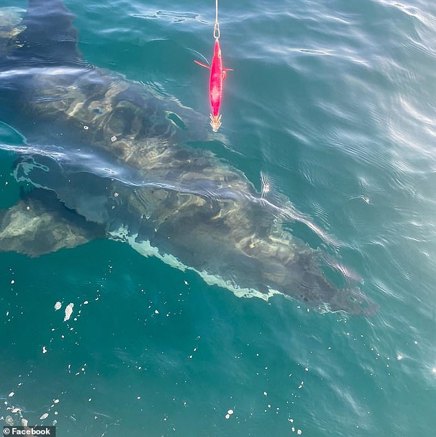 A group of fishermen in a boat filmed the moment when they reached 500 meters from the beach and precariously close to their boat.