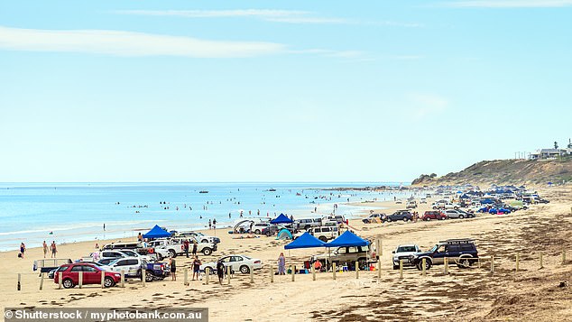 The predator was about four meters long and was lurking on the shoreline at Aldinga Beach, south of Adelaide, at 8:30am on Saturday.