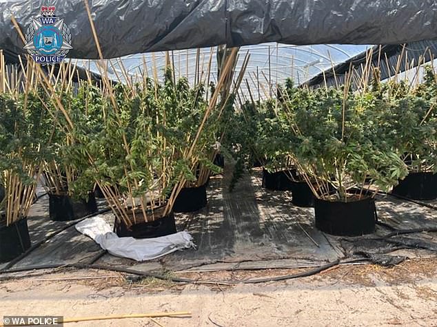 The police also seized more than 50 kilograms of dried cannabis found in the greenhouse.