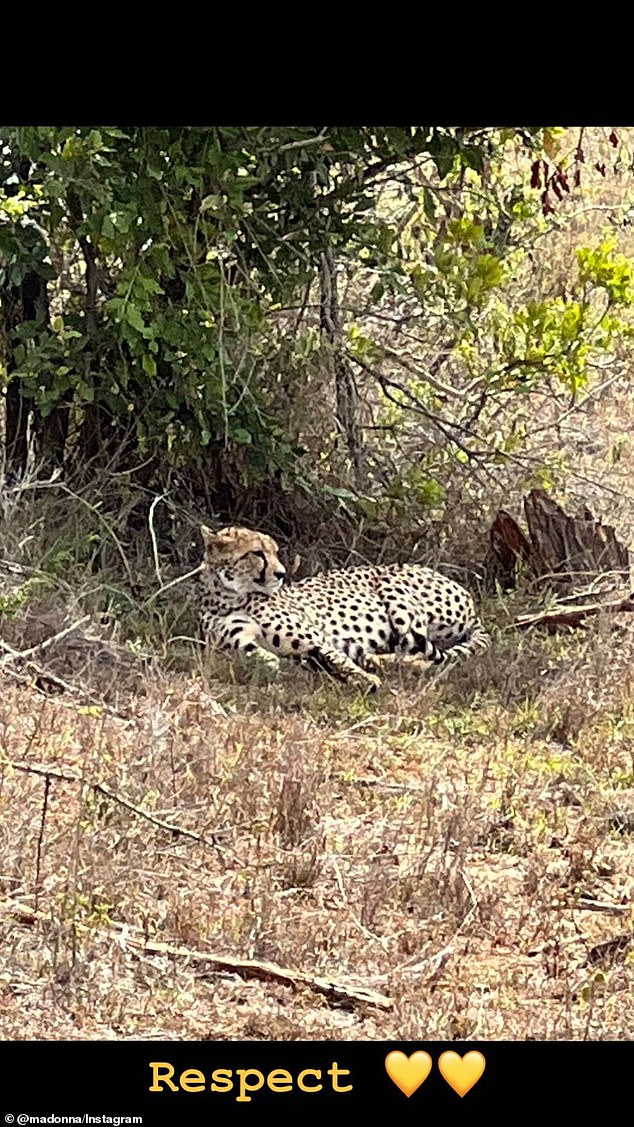 Wow!  A tracking snapshot that was captured during the safari showed a cheetah resting in the undergrowth.