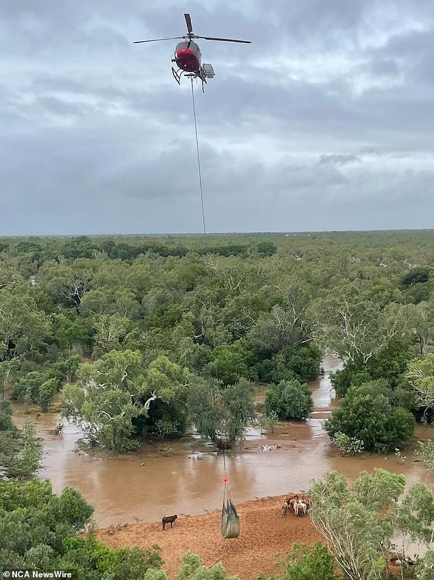 A delivery of hay for cattle stranded by flooding near Fitzroy Crossing.  Image: DFES WA