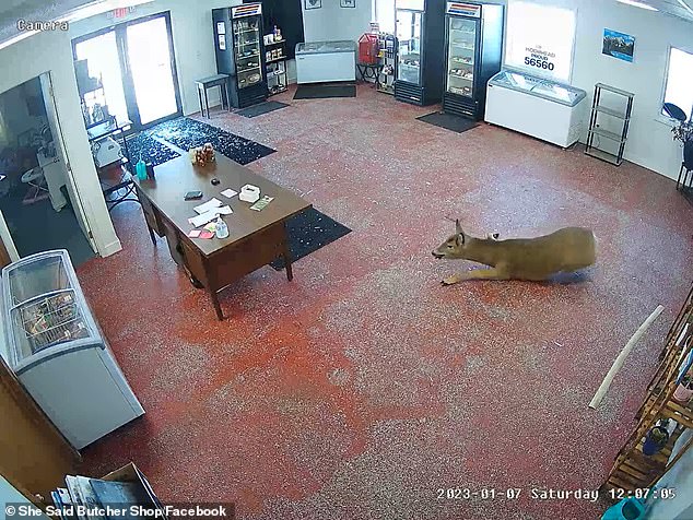 Shortly after 1:00 p.m., the deer shot through the glass doors like a flying reindeer, spraying glass throughout the lobby before losing its footing.