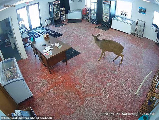 The deer was startled and stood still for a moment in the hall.