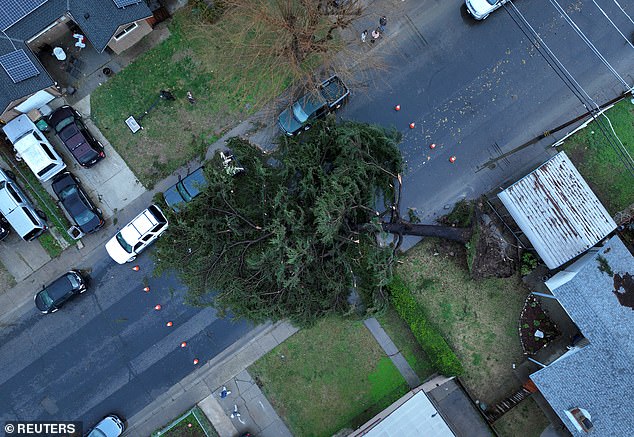 A drone view of a tree that fell during a winter storm with high winds in West Sacramento