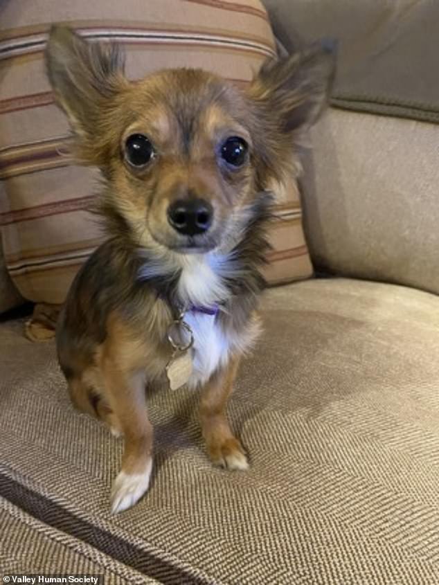 Another Chihuahua at Valley Humane Society is currently up for adoption