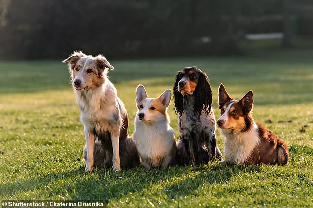 Scientists tested 1,000 dogs by giving them seven cognitive and three behavioral tasks (file image)