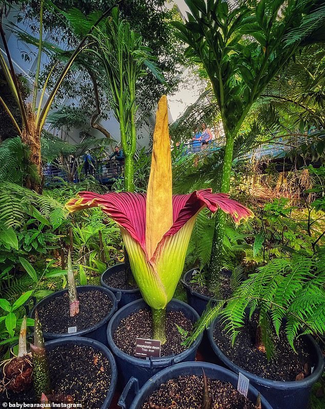 Amorphophallus titanum is known as the corpse flower due to its foul odor, which has been compared to rotting meat and fermented cheese.