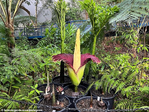 The flower (pictured) peaks in the first 24 hours of its bloom and usually fades within 48 hours.  There are thought to be fewer than 1,000 individual plants left in the wild.