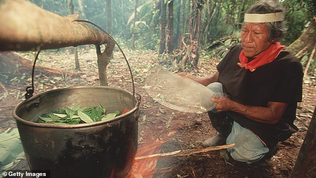 Ayahuasca is a drink made by boiling together vine stems along with leaves from a chacruna shrub — both native to the Amazonia region