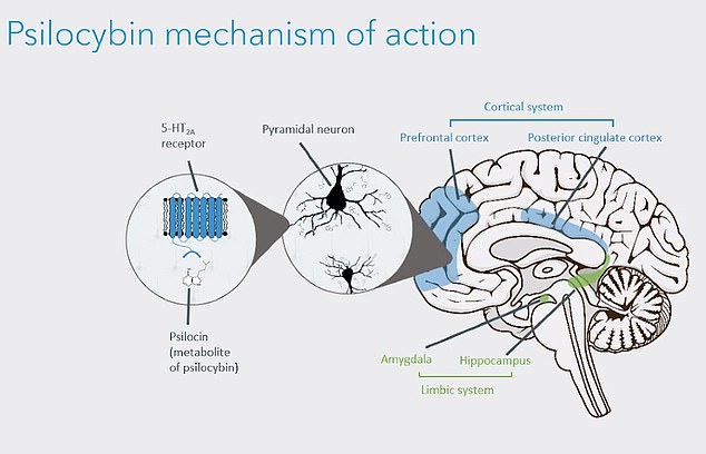 Researchers, led by Oxford University's Dr Guy Goodwin, created a synthetic version of psilocybin. They say it works by stimulating a receptor in the brain — called 5-HT2A — in an unusual way. This triggers a clinical state that is 'best described as a waking dream' that users can remember afterwards. It also releases a surge of dopamine — which is involved in mood regulation. Glutamate, a neurotransmitter, is also released. This puts the brain in a more flexible state, 'opening a therapeutic window of opportunity', the team say. This can lead to positive changes in the mind of people suffering treatment-resistant depression