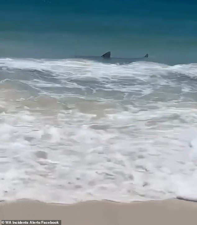 Alarming images have emerged of a large tiger shark gliding meters away from swimmers on a popular Australian beach.