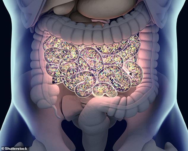 There are about 30 trillion cells in the human body, but the human microbiome consists of about 39 trillion microbial cells that include bacteria, viruses and fungi (stock image)