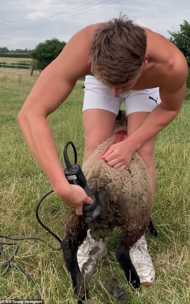 Skills: In a video she skillfully shears a sheep... that has 'poo stuck all over it'