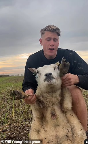 LOL: Showing his great sense of humor he also dances with a sheep in another clip