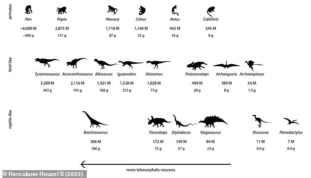 Estimates of numbers of neurons in dinosaur and pterosaur species compared to modern primates. Values below each image are numbers of telencephalic neurons (in millions, M) and brain mass (in grams)