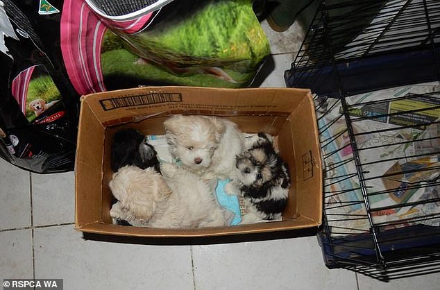 Inspectors found 32 dogs in overcrowded and unsanitary conditions (pictured), including small metal cages and plastic crates.