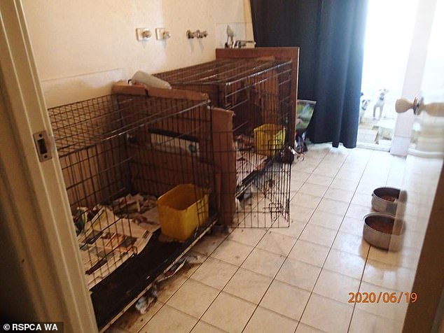 The 52-year-old faced 26 charges stemming from a raid by Western Australian RSPCA inspectors on a property in Bullsbrook in June 2020 (pictured)