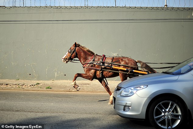 It is illegal for drivers not to give way to a horse that is difficult to control.  Motorists could be fined $130 if they ignore the riders signal that the horse refuses to move