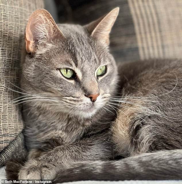 Sad goodbye: Seth lost his cat, Helix, a sweet gray and black tabby, who passed away on November 19