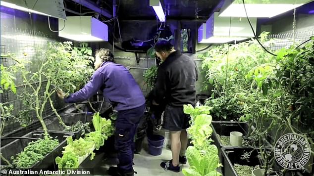 Nothing can be grown outdoors, but a thriving hydroponic greenhouse provides fresh salad