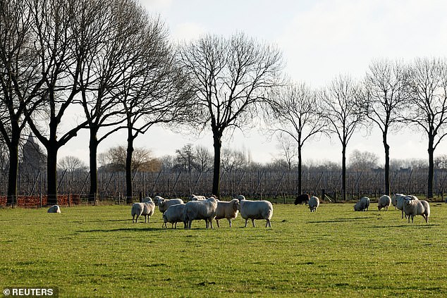 Pictured: Sheep in the Dutch village of Ommeren, the Netherlands