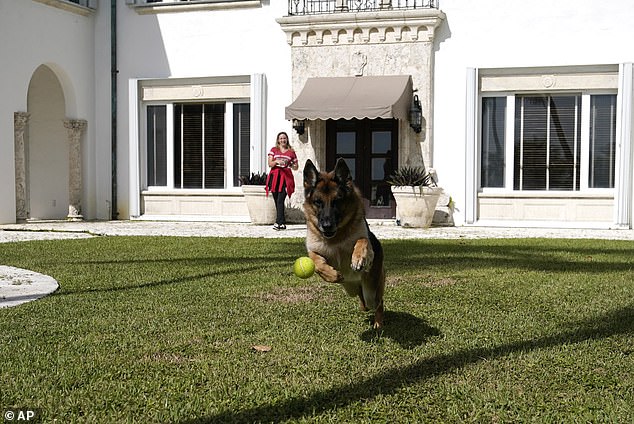 German shepherd Gunther VI chases a tennis ball thrown by self-proclaimed 'handler' Stacey Marino outside a house formally owned by pop star Madonna in 2021