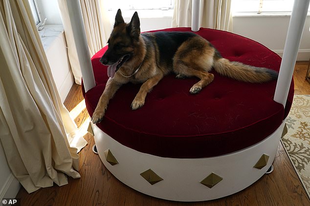 German Shepherd Gunther VI sits on a plush round red velvet bed overlooking Biscayne Bay in the house formerly owned by Madonna