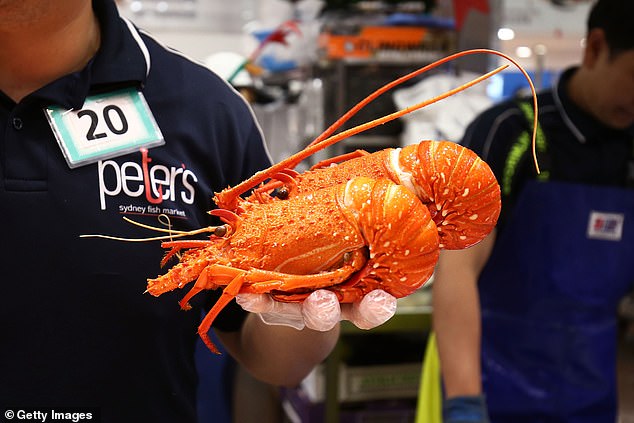 Seafood importers have had to change tack after trade disruptions have hampered Australia's supply to its number one customer in China since 2020 (pictured, fresh lobster in Sydney)