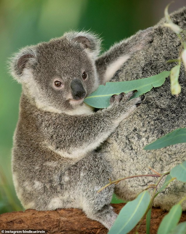 The 24-year-old wildlife warrior took to Instagram on Wednesday to share adorable photos of the newborn marsupial snuggling up with his mother.