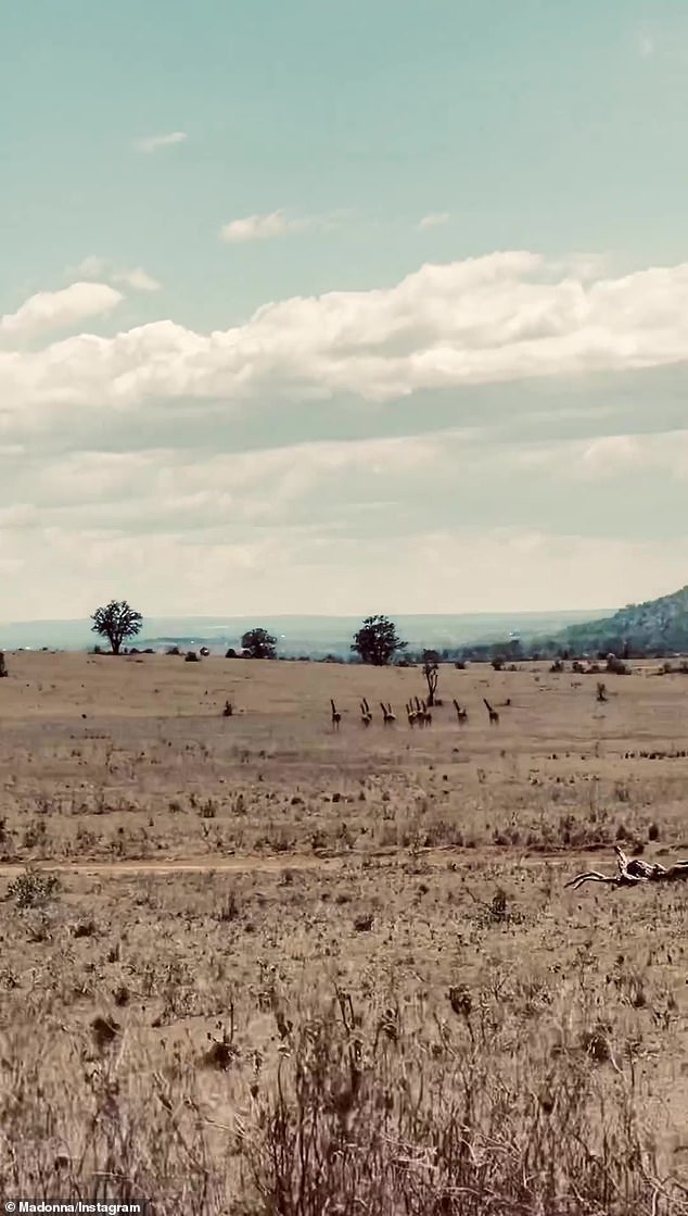 Wonderful: Herds of animals can be seen at various points in the clip, including the giraffe.