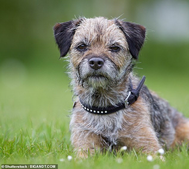Border terriers were Ben's fourth choice and would be his first choice if he had a small dog due to their loyalty, 'robust' health and affectionate nature.