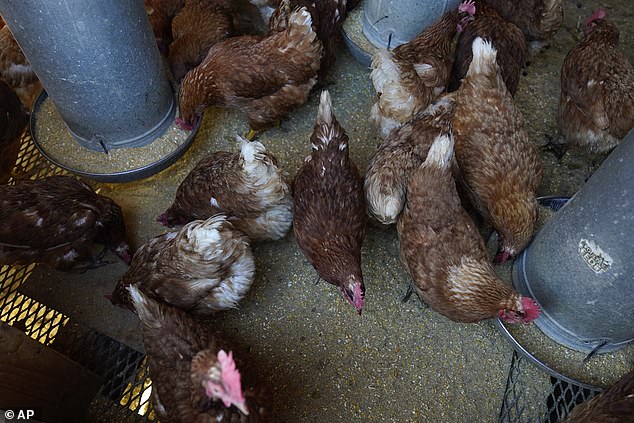 Red Star chickens feed in their coop Tuesday at the historic Wagner Farm in Glenview, Illinois.  More than 43 million laying hens have been culled in the last year to contain bird flu.