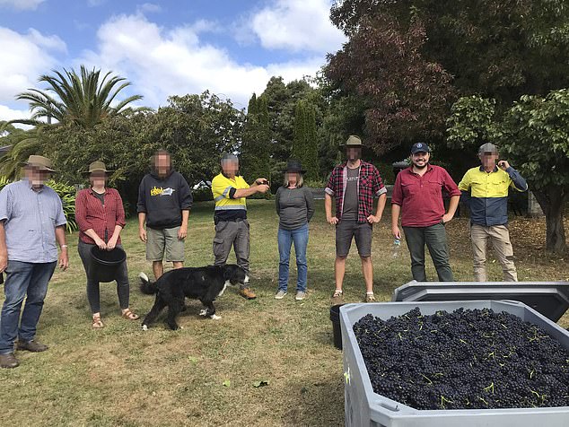 Bruce Lehrmann (pictured) has been living and working in a winery in the Tasmanian outback.