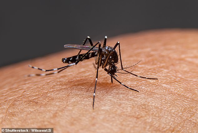 The virus can cause flu-like symptoms or even death and can only be spread through mosquito bites, NSW Health says the best protection is not to get bitten (pictured, file image)