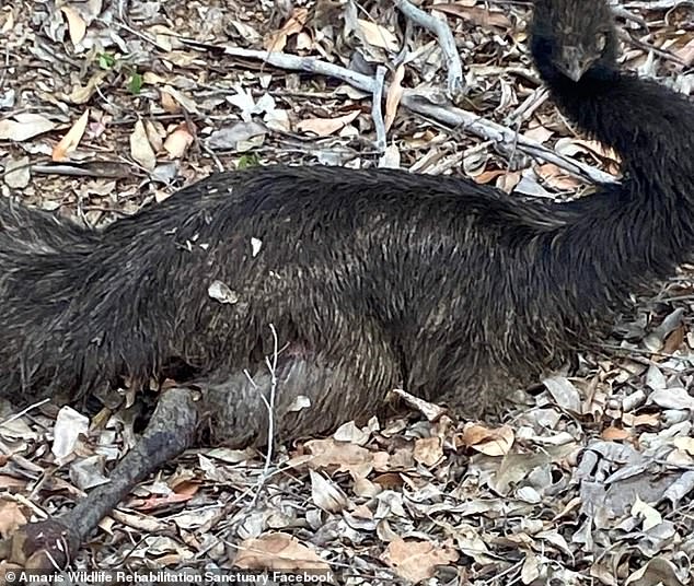 Three chicks were still alive, but later had to be euthanized due to the severity of their injuries.