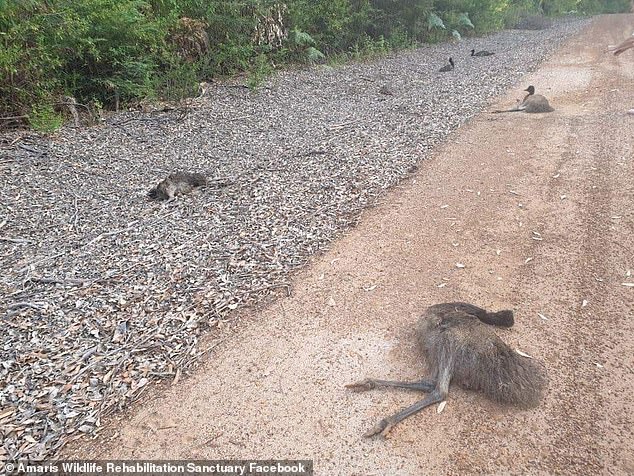 Locals believe that the horrible incident was not an accident.  In the photo are the five emus scattered along the dead end road.