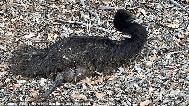 a community manhunt is underway to locate the culprits responsible (in the photo, one of the injured emus clinging to life)