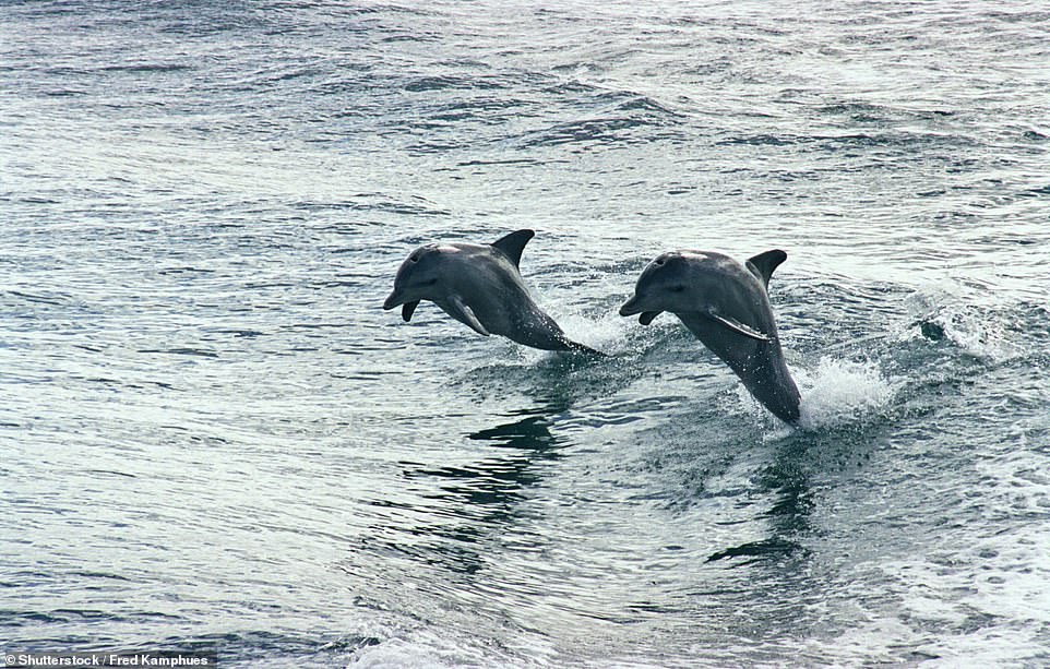 He said many of his fellow whale watchers assumed it was a dolphin jumping out of the water (file image)