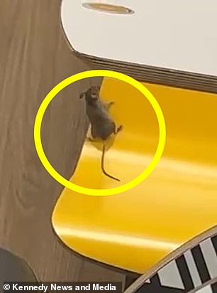 The rodent was seen climbing on a chair at McDonald's, Tilbury.